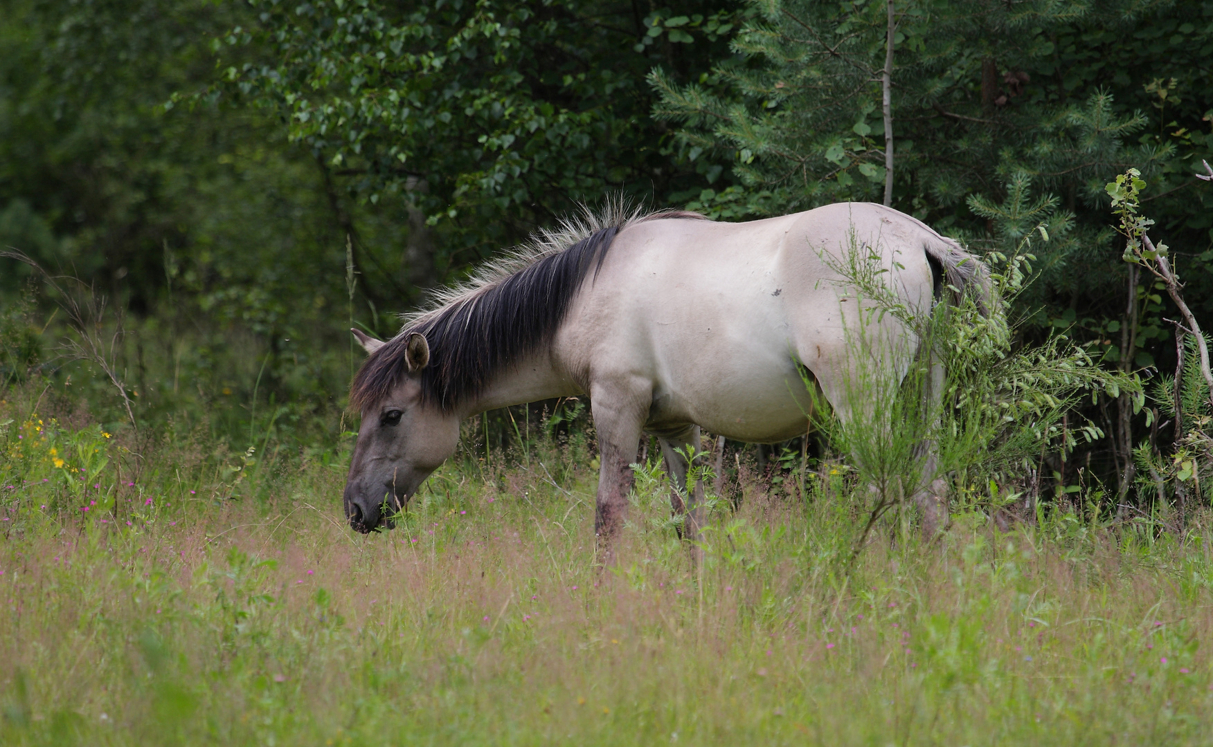 Konik