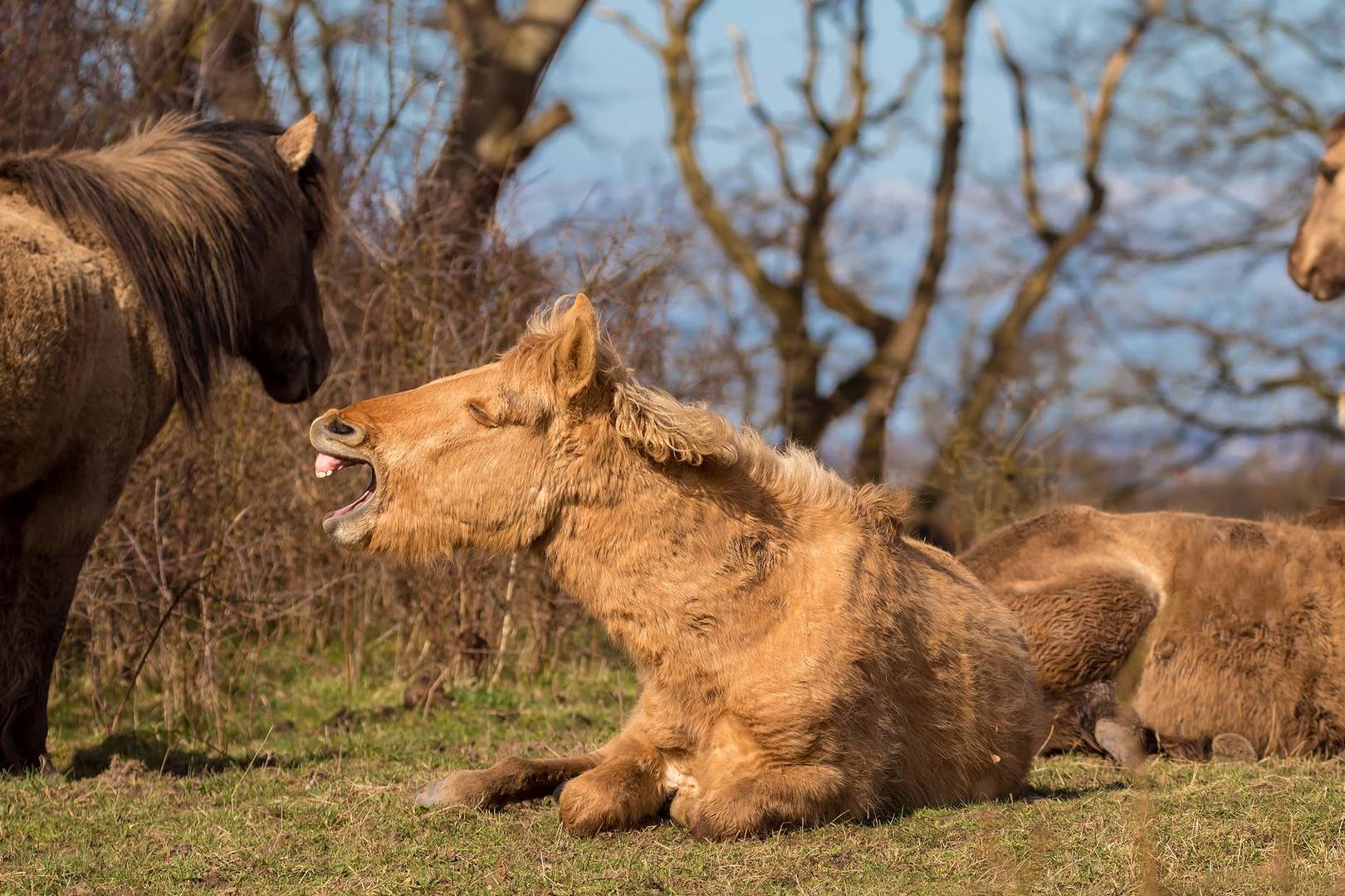 Konik