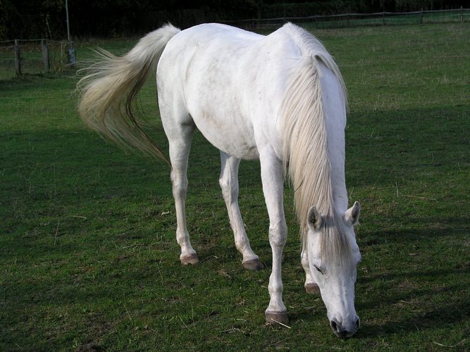 Konik