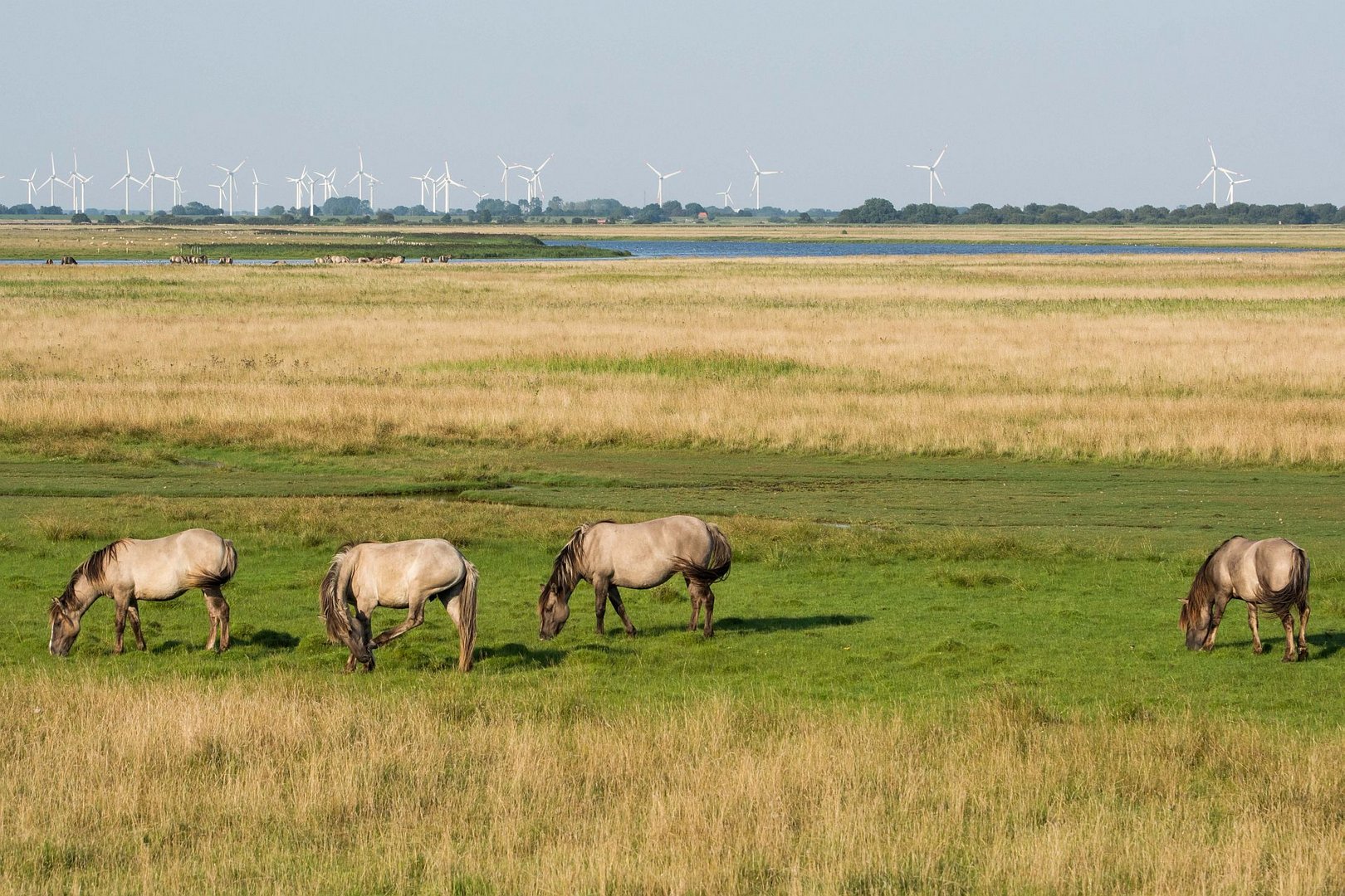 Konik