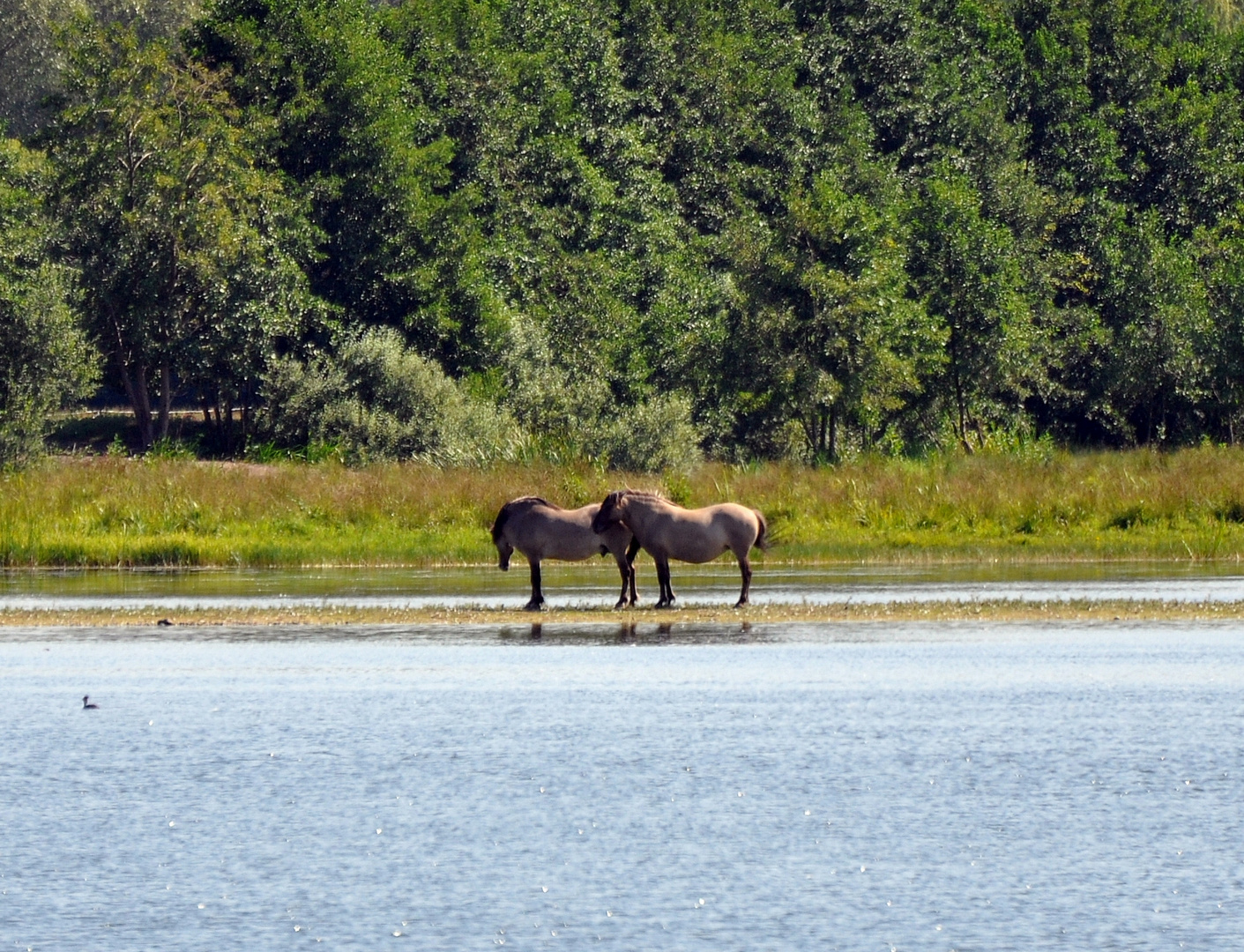 Konik .....