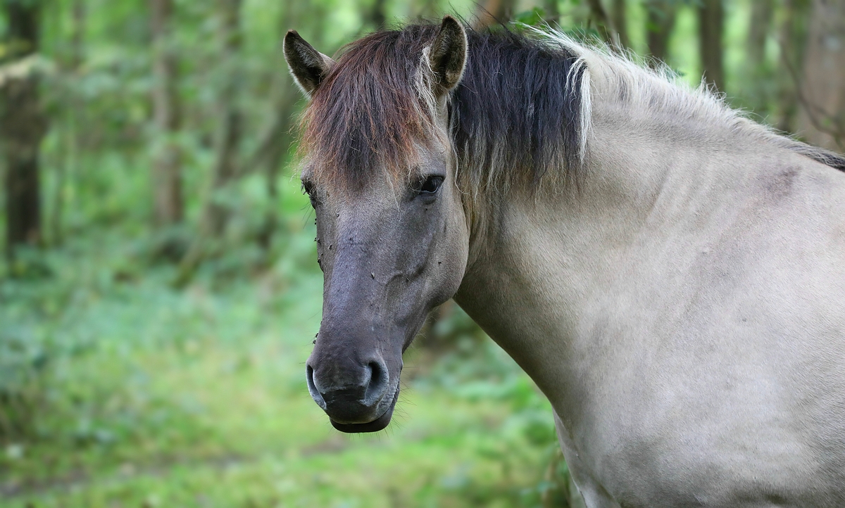 Konik