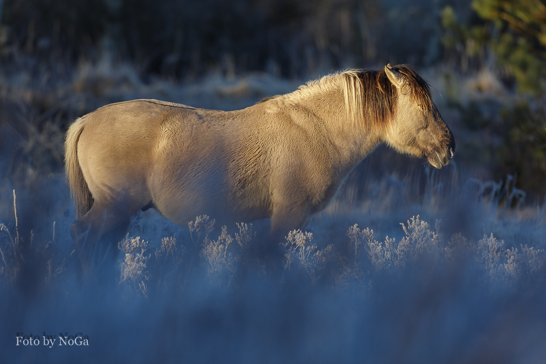 Konik