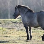 Konik