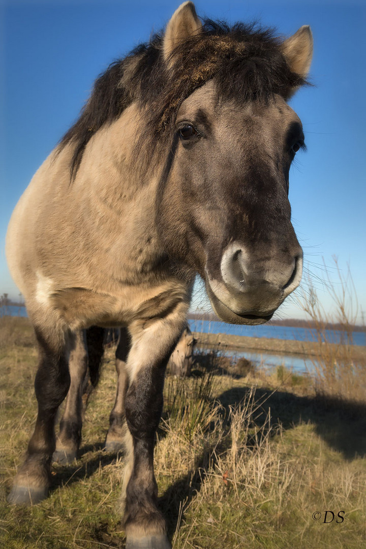 Konik