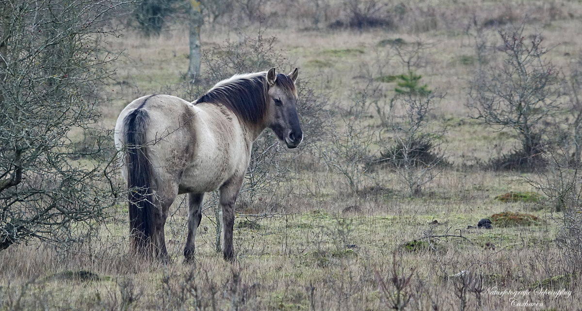 Konik, eine Widpferdart...