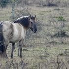 Konik, eine Widpferdart...