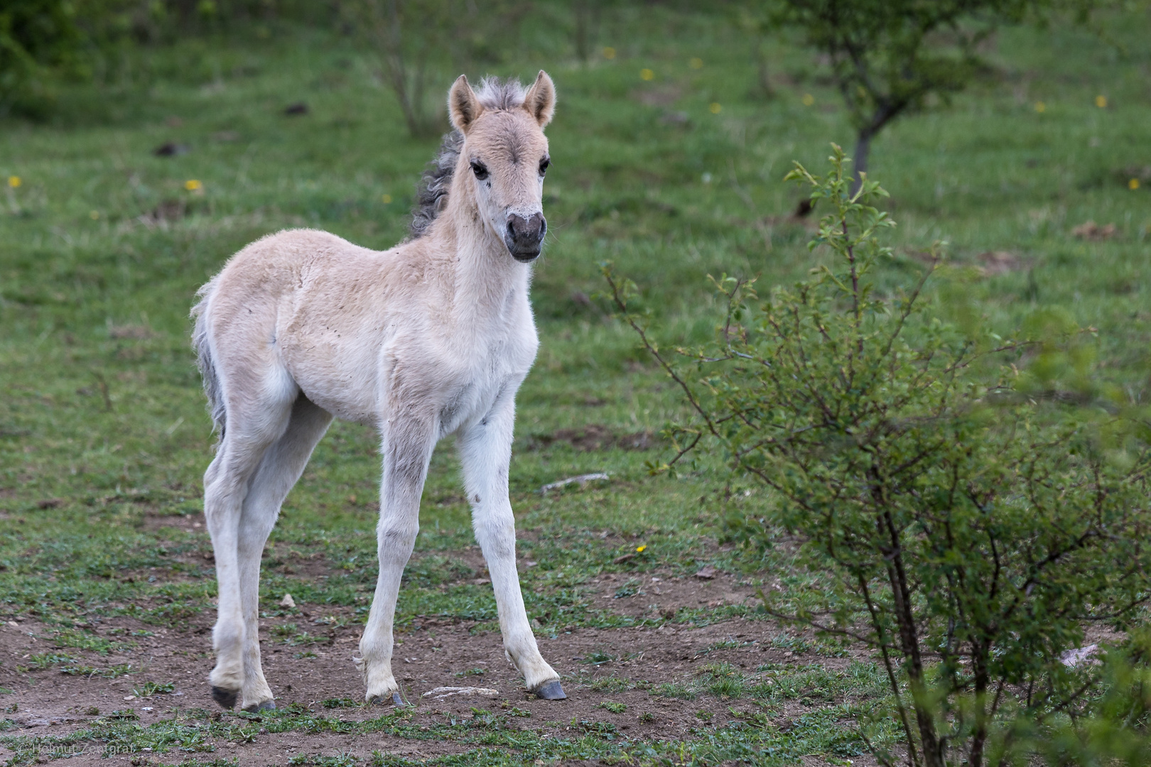 Konik- Fohlen bei Ohrdruf