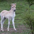 Konik- Fohlen bei Ohrdruf