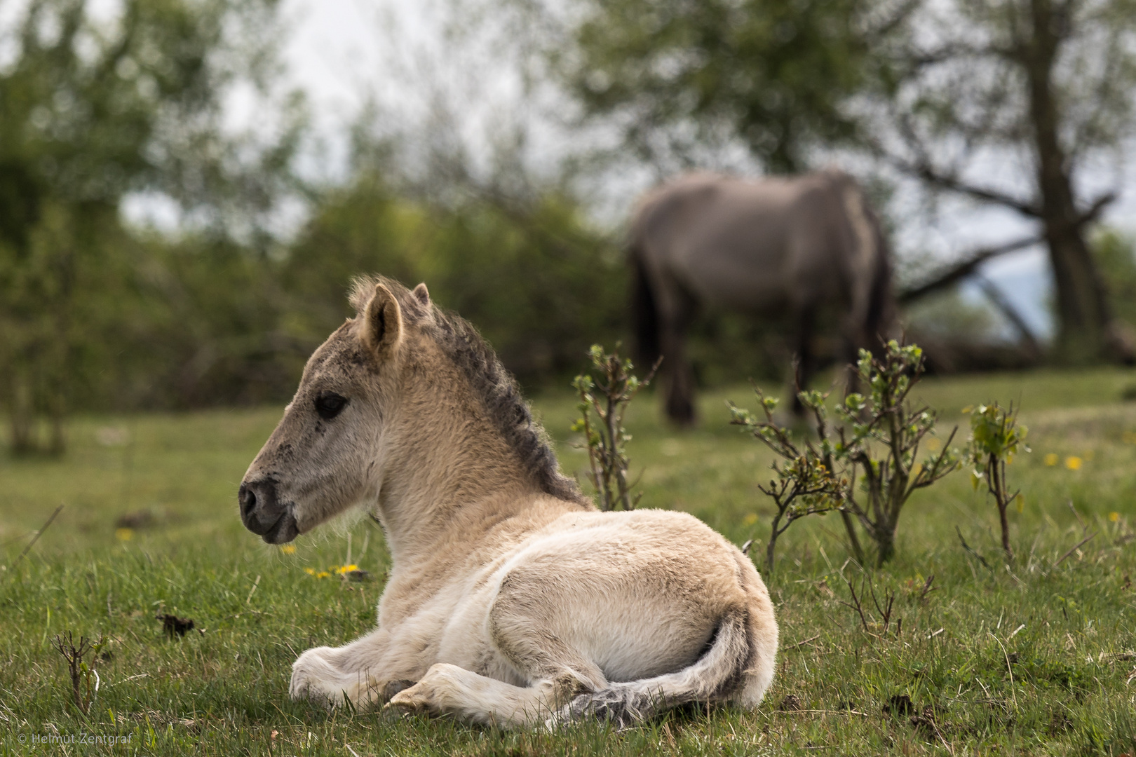 Konik- Fohlen bei Ohrdruf - erstmal etwas ruhen