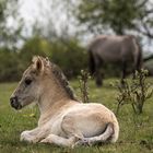 Konik- Fohlen bei Ohrdruf - erstmal etwas ruhen