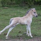 Konik- Fohlen bei Ohrdruf - erstmal strecken