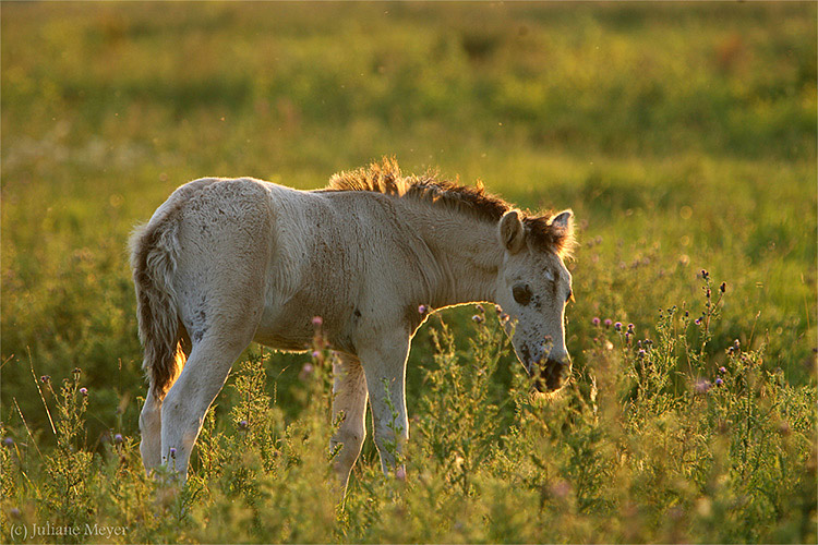 Konik Fohlen