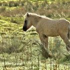 Konik Fohlen im Gegenlicht.