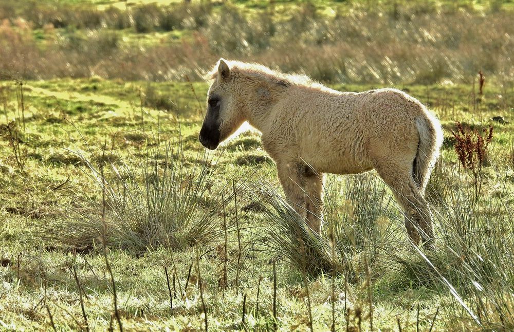 Konik Fohlen im Gegenlicht.