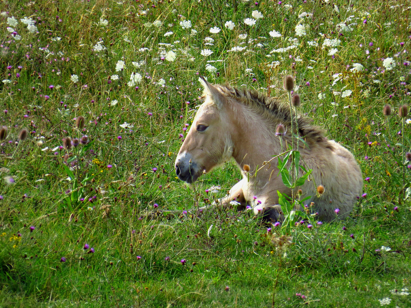 Konik, Fohlen in Sommerwiese