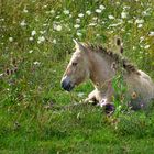 Konik, Fohlen in Sommerwiese