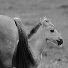 Konik-Fohlen zum SW-Freitag