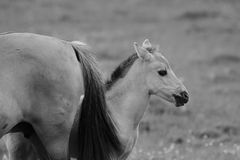 Konik-Fohlen zum SW-Freitag