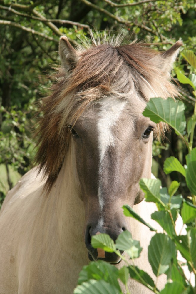 Konik-Hengst