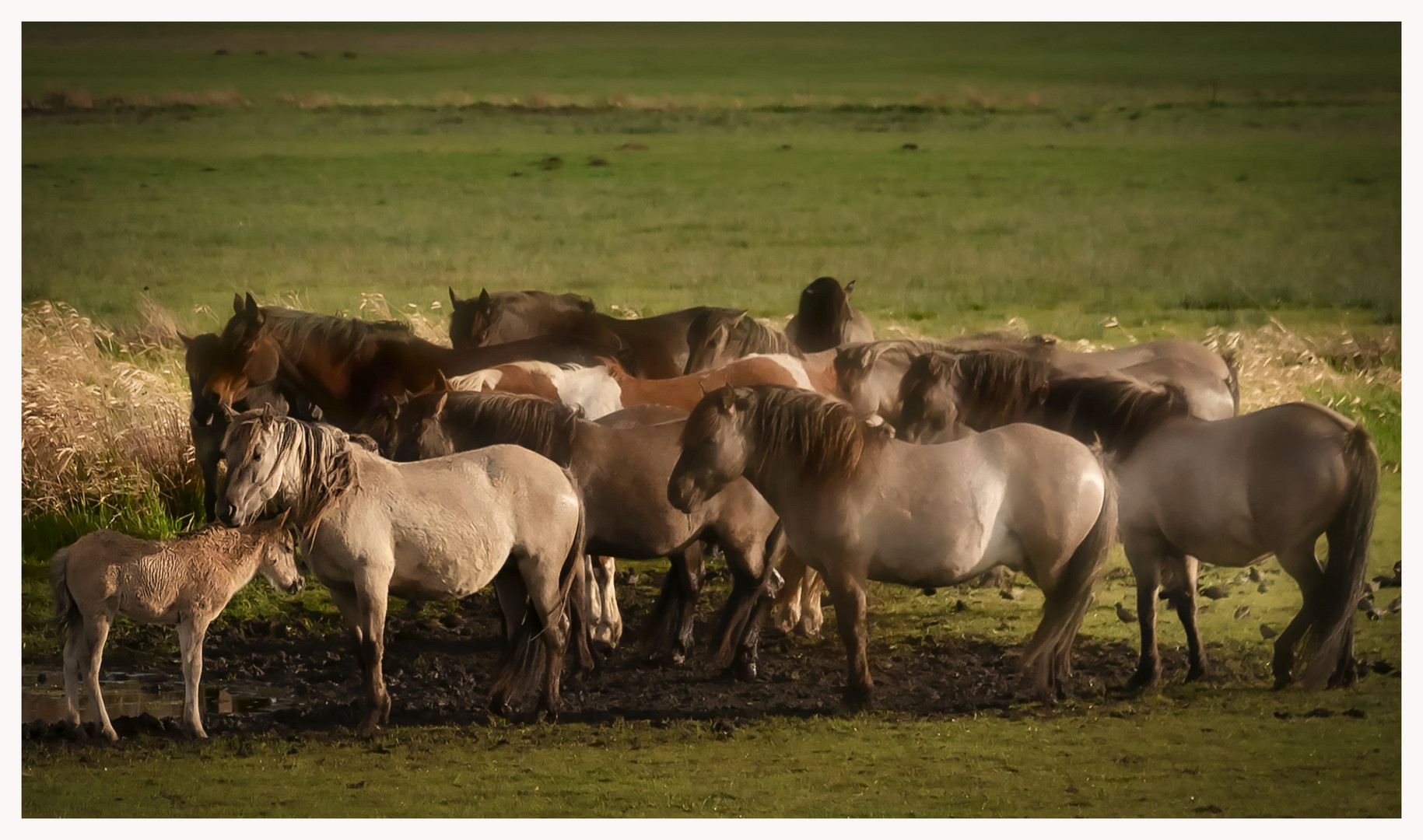 Konik Herde nach dem Regen