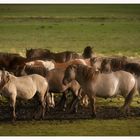 Konik Herde nach dem Regen