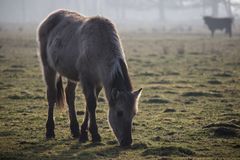 Konik Ilkerbruch