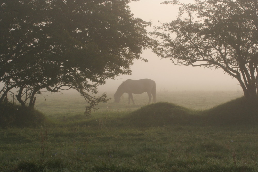 Konik im Nebel