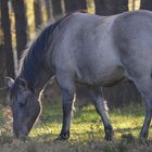 Konik im Wald