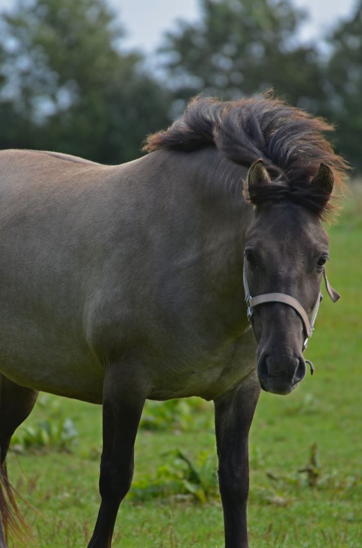 Konik im Wind