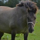 Konik im Wind