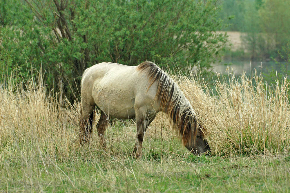 Konik im Windheimer Beweidungsprojekt