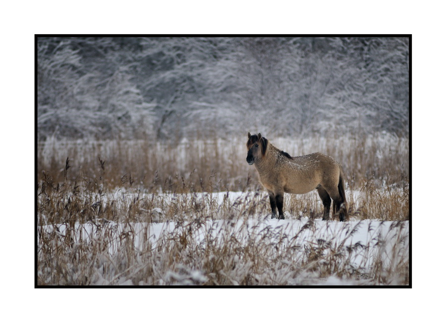 Konik in a Winter Landscape