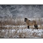 Konik in a Winter Landscape