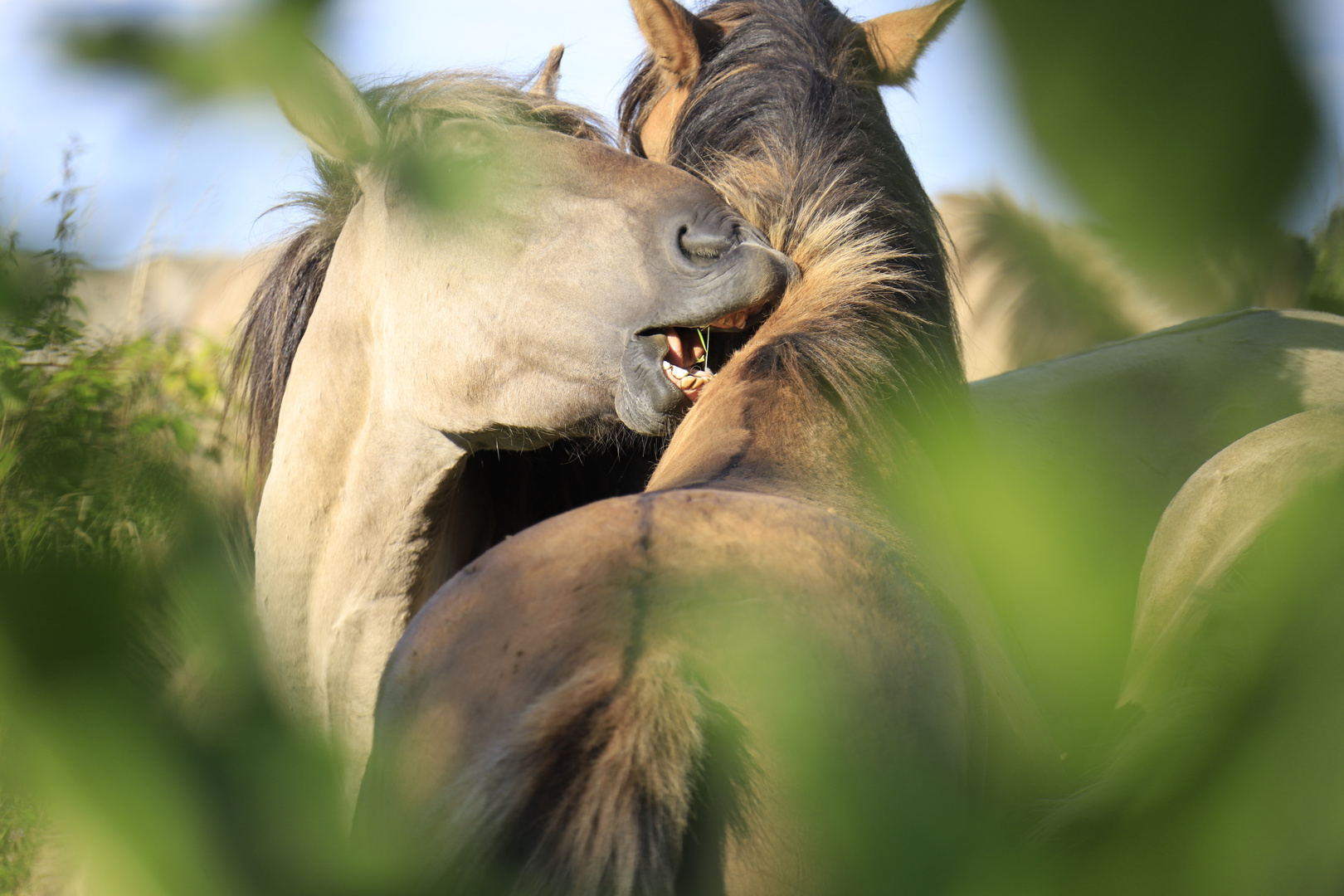 Konik in der Geltinger Birk