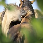 Konik in der Geltinger Birk