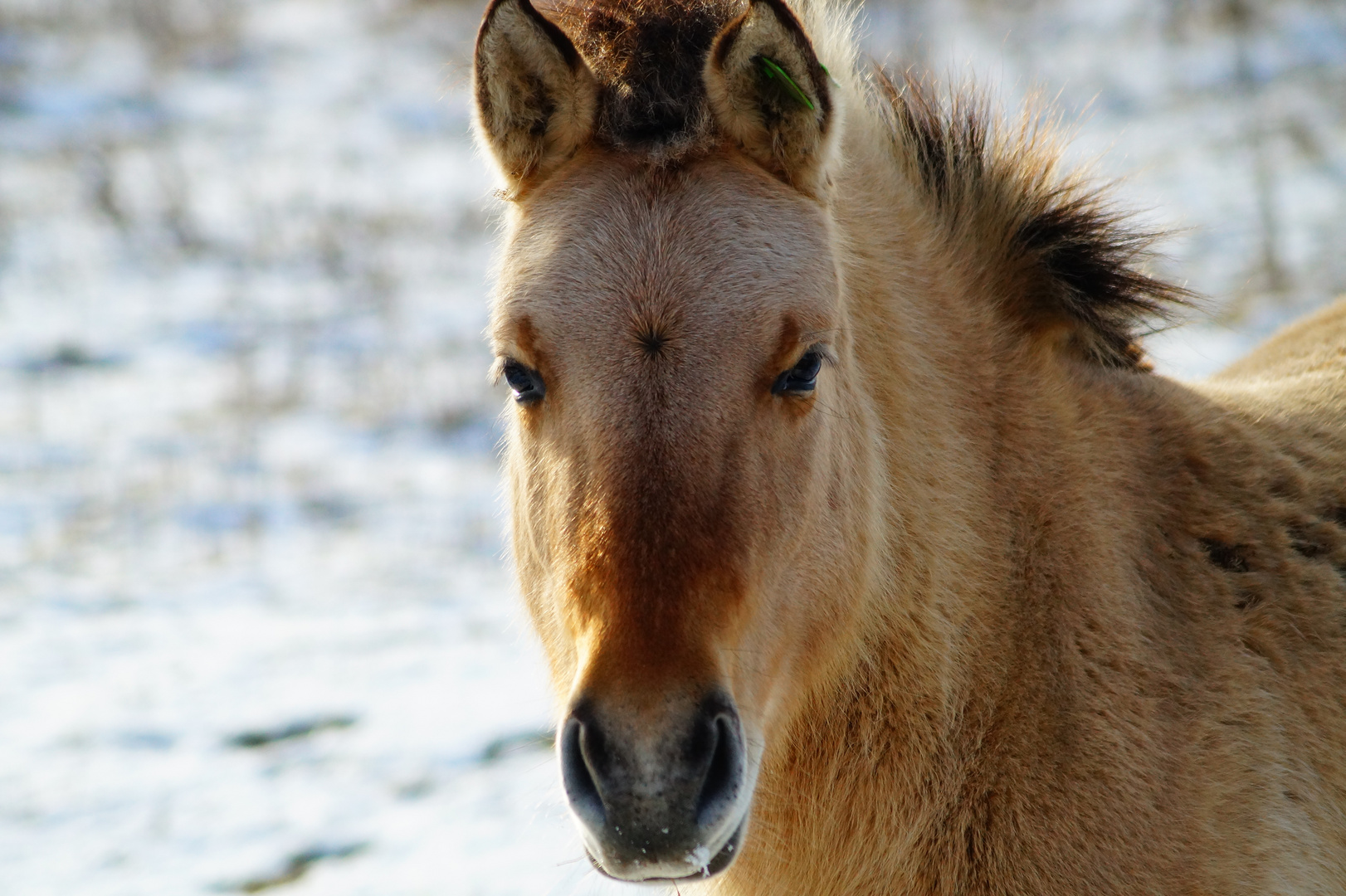 Konik in der Hellinghauser Mersch