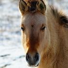 Konik in der Hellinghauser Mersch