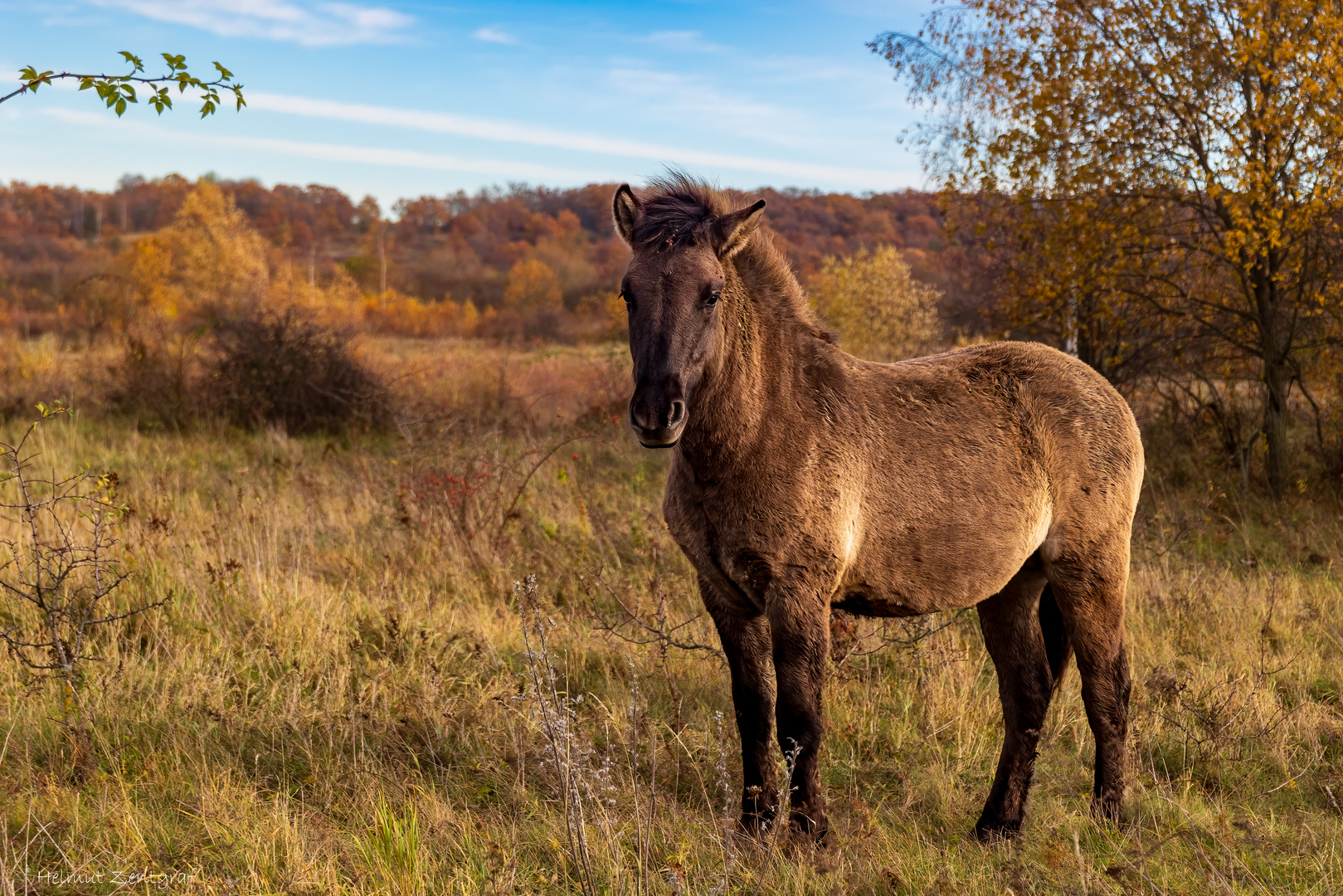 Konik in der Thüringeti bei Ohrdruf