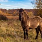 Konik in der Thüringeti bei Ohrdruf