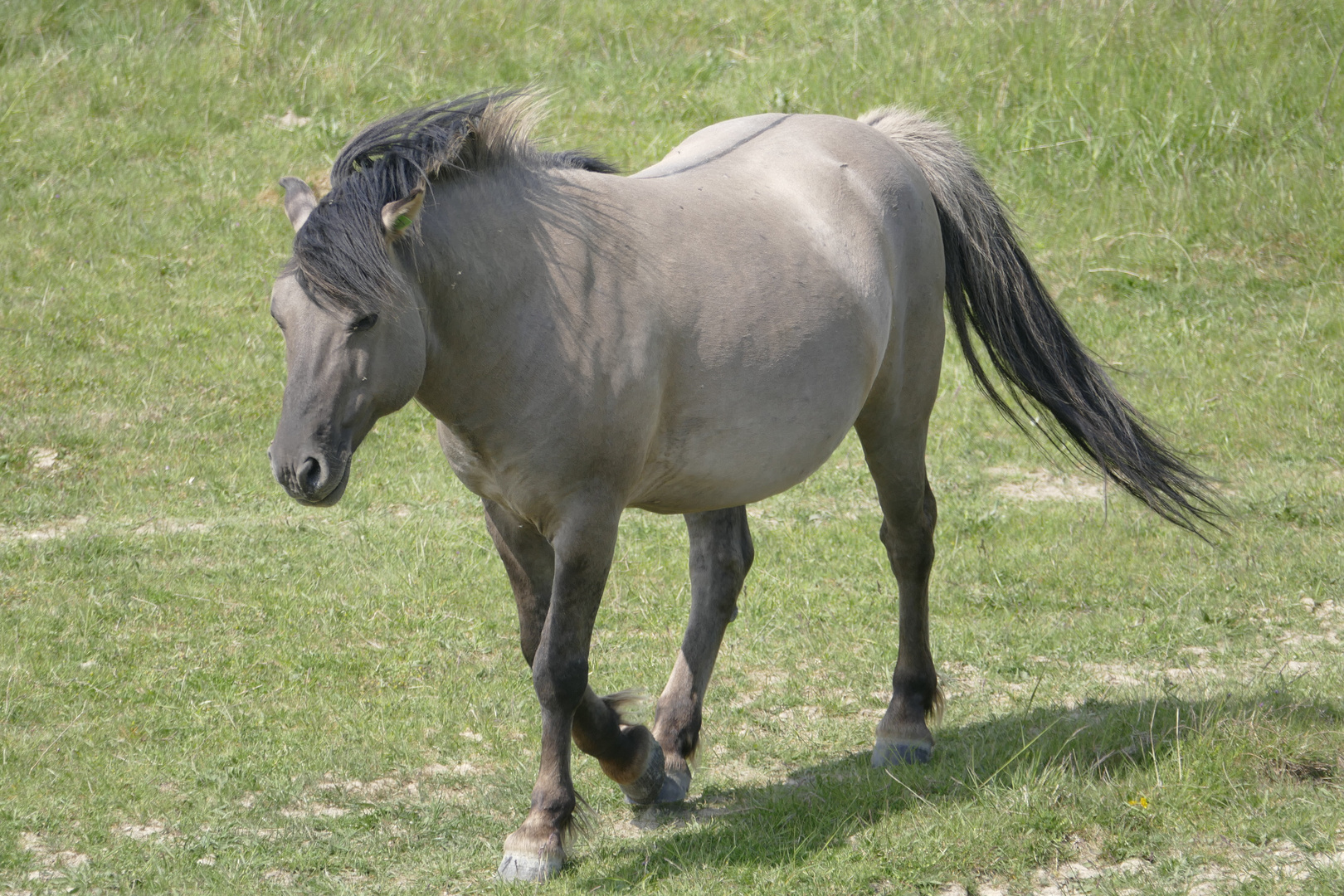 Konik-kleines Pferdchen