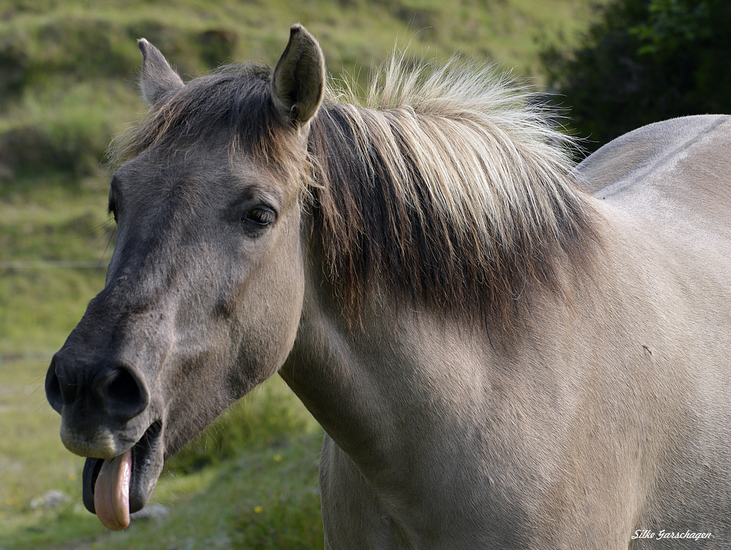 Konik macht einen Spaß