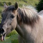 Konik macht einen Spaß