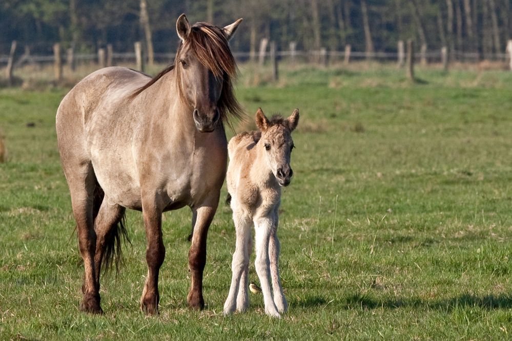 Konik mit Fohlen