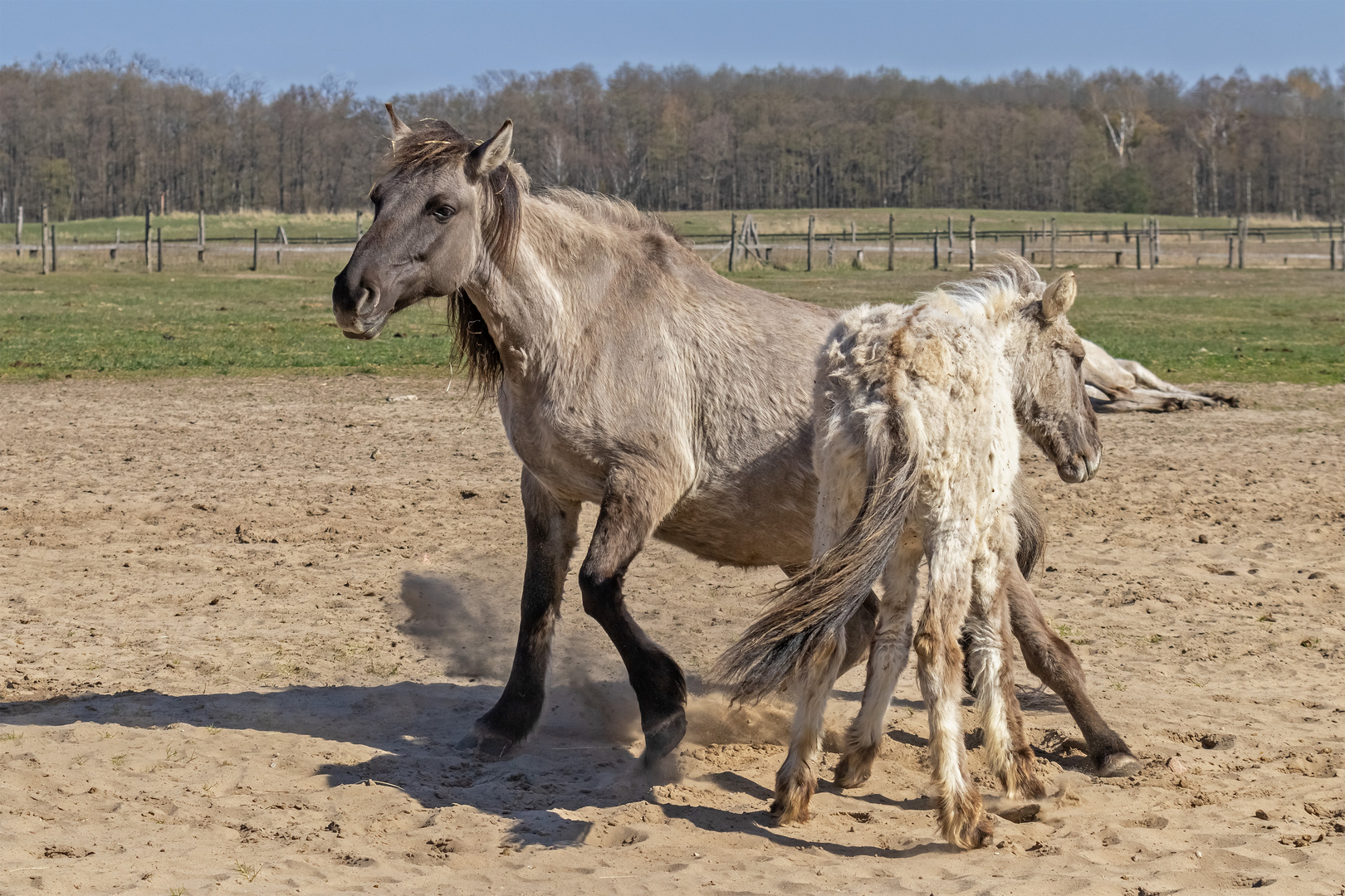 Konik... Mutter und Fohlen