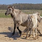 Konik... Mutter und Fohlen