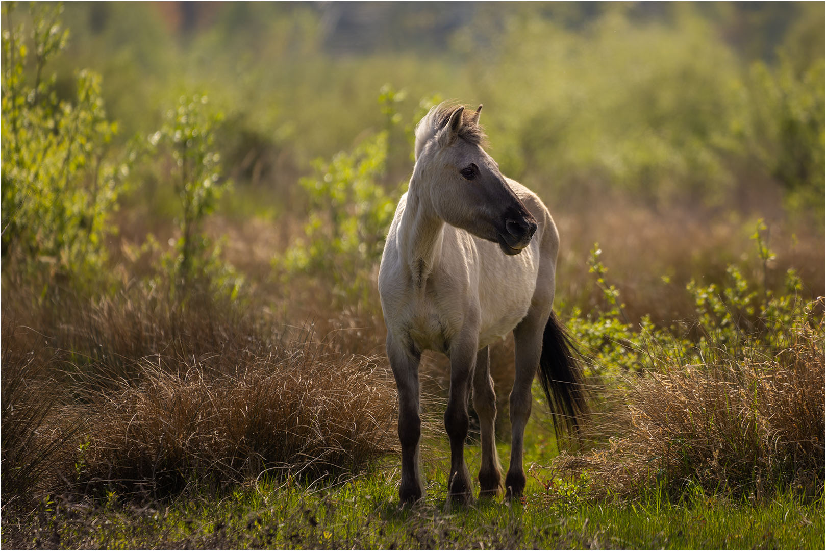 Konik  Pferd