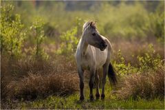 Konik  Pferd