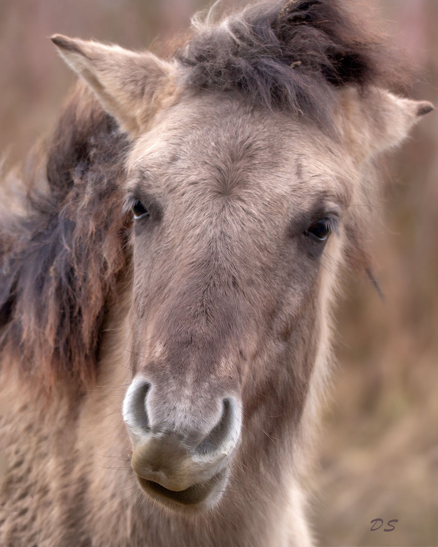 Konik Pferd