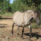 Konik- Pferd auf dem ehemaligen Truppenübungsplatz Dauban/OL